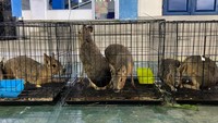 Patagonian Mara, termasuk satwa eksotis.Foto: Dok. Kantor Wilayah DJBC Aceh/ KPPBC Langsa