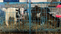 Kambing jenis pigme.Foto: Dok. Kantor Wilayah DJBC Aceh/ KPPBC Langsa