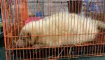 Penampakan Barang Selundupan Sitaan Bea Cukai: Moge-Mara Patagonia