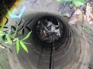 Anjing Diduga Rabies 3 Hari Terjebak Dalam Sumur Tua di Polman Dievakuasi