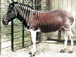 Sedih, Hewan-hewan Ini Sudah Punah Termasuk Asal Indonesia