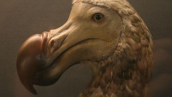 Pulau Mauritius, yang terletak di sebelah timur Madagaskar di Samudra Hindia, dulunya merupakan satu-satunya rumah bagi burung dodo. Burung yang tidak bisa terbang ini kini telah punah, seperti halnya kerabat terdekatnya, burung Rodrigues solitaire yang juga tidak bisa terbang. Kedua spesies burung unik ini tidak lagi ditemukan di mana pun di Bumi. Foto: Boredpanda