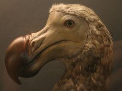 Sedih, Hewan-hewan Ini Sudah Punah Termasuk Asal Indonesia