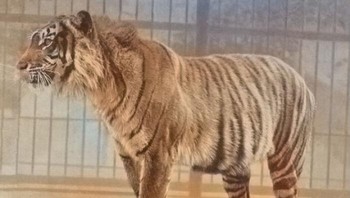 Harimau Jawa, populasi tertentu yang dikenal sebagai Panthera tigris sondaica , dulunya umum ditemukan di pulau Jawa, Indonesia, khususnya pada tahun 1800-an. Harimau ini merupakan salah satu dari tiga kelompok harimau yang menghuni Kepulauan Sunda ribuan tahun yang lalu, selama periode glasial terakhir. Sayangnya, akibat hilangnya habitat dan perburuan yang meluas, harimau Jawa kini telah punah, dengan penampakan terakhir yang terkonfirmasi terjadi pada pertengahan tahun 1970-an. Foto: Boredpanda