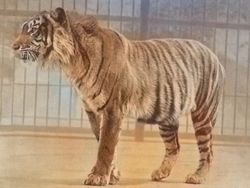 Sedih, Hewan-hewan Ini Sudah Punah Termasuk Asal Indonesia