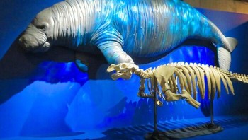 Pada tahun 1741, Georg Wilhelm Steller mendokumentasikan sapi laut Steller, hewan yang ditemukan orang Eropa yang hanya hidup di sekitar Kepulauan Commander di Laut Bering, antara Alaska dan Rusia. Sirenia yang unik ini, sejenis mamalia laut, kini telah punah. Keberadaannya baru diketahui dalam waktu singkat setelah deskripsi Steller. Foto: Boredpanda