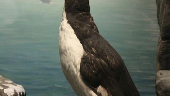 Burung Auk Besar, burung laut yang tidak bisa terbang yang terkadang disebut burung garefowl atau penguin, menghilang dari Bumi pada pertengahan abad ke-19, setelah pertama kali muncul sekitar 400.000 tahun yang lalu. Burung ini adalah satu-satunya spesies modern dalam genusnya, Pinguinus . Perburuan intensif untuk daging, telur, dan bulunya memainkan peran utama dalam kepunahannya. Foto: Boredpanda