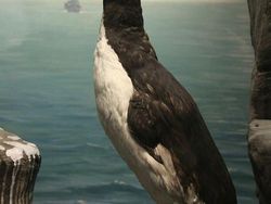 Sedih, Hewan-hewan Ini Sudah Punah Termasuk Asal Indonesia