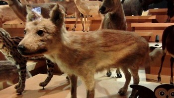 Dulunya hanya ditemukan di pulau Honshu, Shikoku, dan Kyushu di Jepang, serigala Jepang (atau serigala Honshu) merupakan subspesies serigala abu-abu yang berbeda. Serigala ini hidup di kepulauan Jepang bersama dengan satu jenis serigala lainnya, yaitu serigala Hokkaido. Sayangnya, serigala pulau yang unik ini kini telah punah, dengan individu terakhir yang dikonfirmasi terbunuh pada tahun 1905, terutama karena hilangnya habitat dan upaya pemberantasan yang disengaja oleh manusia. Foto: Boredpanda