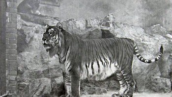 Harimau Kaspia, yang dikenal sebagai Panthera tigris tigris , dulunya mendiami wilayah Asia yang luas, dari Turki timur dan Iran utara, melalui Mesopotamia dan Asia Tengah, hingga ke wilayah Xinjiang di Tiongkok barat. Wilayahnya juga meluas di sekitar Laut Kaspia dan ke Afghanistan utara, dan catatan sejarah menunjukkan bahwa harimau ini ada di Rusia selatan hingga Abad Pertengahan. Sayangnya, subspesies yang agung ini punah terutama karena hilangnya habitat dan perburuan, dengan penampakan terakhir yang dapat diandalkan pada awal tahun 1970-an. Foto: Boredpanda