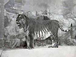 Sedih, Hewan-hewan Ini Sudah Punah Termasuk Asal Indonesia