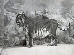 Sedih, Hewan-hewan Ini Sudah Punah Termasuk Asal Indonesia