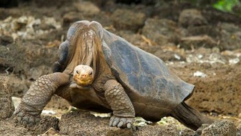 Pulau Pinta di Ekuador merupakan rumah eksklusif bagi subspesies kura-kura Galapagos yang unik, yang terkadang disebut sebagai kura-kura Pulau Abingdon. Individu ras murni terakhir dari garis keturunan ini, seekor jantan yang terkenal dengan nama Lonesome George, mati pada tahun 2015, menandai kepunahan spesiesnya. Salah satu faktor utama kepunahan mereka adalah masuknya spesies non-asli ke Pulau Pinta, khususnya kambing, yang memakan habis tumbuhan yang menjadi sumber makanan bagi kura-kura ini. Foto: Boredpanda