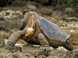 Sedih, Hewan-hewan Ini Sudah Punah Termasuk Asal Indonesia