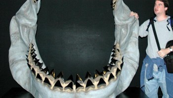 Hiu besar yang biasa disebut Megalodon, secara ilmiah dikenal sebagai Otodus megalodon , mendominasi lautan Bumi sekitar 23 hingga 3,6 juta tahun yang lalu. Predator besar ini, sejenis hiu mackerel raksasa, hidup selama periode yang mencakup zaman Miosen Awal hingga Pliosen Awal. Tumbuh hingga panjang yang diperkirakan mencapai 60 kaki atau lebih, ia adalah salah satu karnivora terbesar dan terkuat yang pernah ada. Foto: Boredpanda