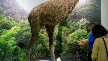 Selandia Baru dulunya merupakan rumah eksklusif bagi moa, sekelompok burung yang tidak bisa terbang dan kini telah punah. Beberapa spesies moa sangat tinggi, dengan beberapa individu mencapai ketinggian yang mengagumkan hingga 12 kaki. Raksasa dunia burung ini punah karena perburuan yang dilakukan oleh suku Māori, yang memburu mereka untuk dimakan dan memanfaatkan tulang serta bulu mereka, tak lama setelah manusia menetap di pulau-pulau tersebut. Foto: Boredpanda
