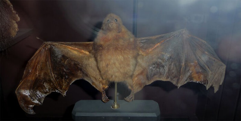 Hewan ini Ternyata Punah