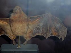 Sedih, Hewan-hewan Ini Sudah Punah Termasuk Asal Indonesia