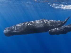 Ahli Konservasi Laut IPB: Tambang Nikel Ancam Paus-Pari Langka di Raja Ampat