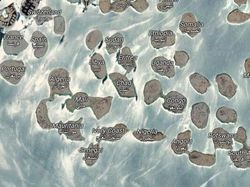 Terekam Google Maps! Foto Kocak hingga Bikin Melongo