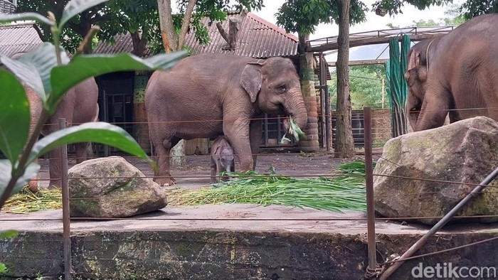 Koleksi hewan di Batu Secret Zoo Jatim Park 2 Kota Batu