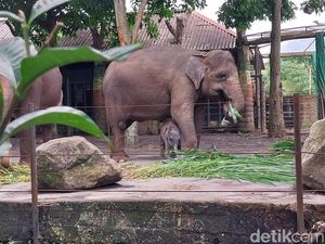 Jelajahi Dunia Satwa! Ini Koleksi Hewan di Jatim Park 2 Kota Batu