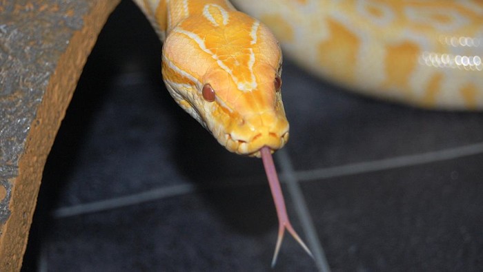 Potret ular albino menjulurkan lidah dan menunjukkan kalau lidah ular terbelah dua.