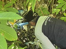 Bahaya! Perusahaan di Pekanbaru Kubur Limbah Medis B3, Lalu Ditanami Singkong