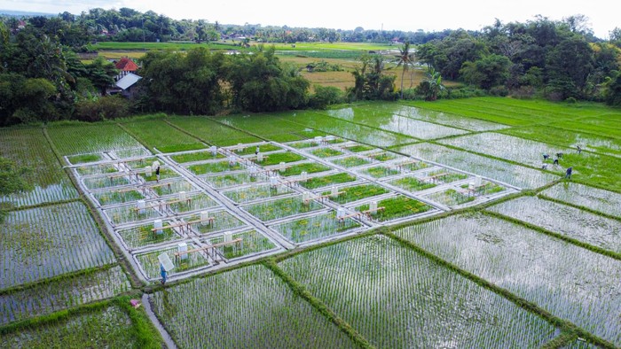 Pertama di RI, Banyuwangi Kembangkan Beras Biofortifikasi Sunwangi
