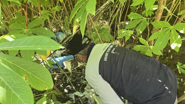 5 Fakta Kamuflase Singkong di Balik Kuburan Limbah Medis 6 Ton