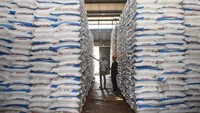Pupuk Indonesia juga terus berkoordinasi dengan distributor dan pemerintah daerah untuk memastikan penyaluran pupuk berjalan tepat sasaran dan sesuai kebutuhan petani. Menjelang musim tanam kedua tahun 2025, kekhawatiran petani soal ketersediaan pupuk bersubsidi di wilayah Jawa Barat dipastikan tidak perlu terjadi. ANTARA FOTO/Adeng Bustomi