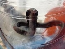 Kobra Jawa Nongol Dekat Pintu Rumah Warga Bantul, Damkar Evakuasi