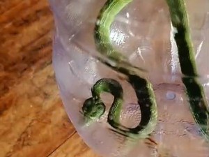 Kagetnya Wanita Bantul Lihat Ular Viper Berbisa Saat Masuk Rumah