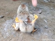 Unik! Anak Ayam di Pekalongan Ini Berkaki Empat
