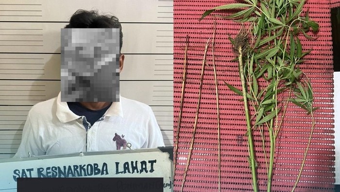Buruh tani di Lahat ditangkap polisi karena menjadi pengedar ganja