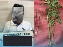 Buruh Tani di Lahat Ditangkap Polisi karena Jadi Pengedar Ganja