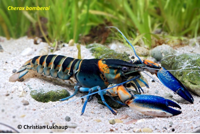 Cherax bomberai, salah satu spesies lobster baru dari Papua
