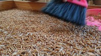 Sang istri yang awalnya takut kini turut serta membantu proses budidaya. Usaha kecil ini berubah menjadi kekuatan ekonomi keluarga.