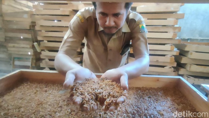Cuan menggiurkan dari budaya jangkrik dan ulat ala guru Kodir.