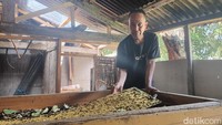 Sampel ulat kering yang dulunya sempat diproses jadi tepung untuk bahan kosmetik. Kini, ia berharap inovasi pasar kembali terbuka untuk meningkatkan kesejahteraan peternak kecil.