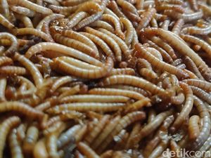 Viral Anak Muda China Makan Ulat demi Hidup Frugal, Murah-Tinggi Protein