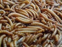 Viral Anak Muda China Makan Ulat demi Hidup Frugal, Murah-Tinggi Protein