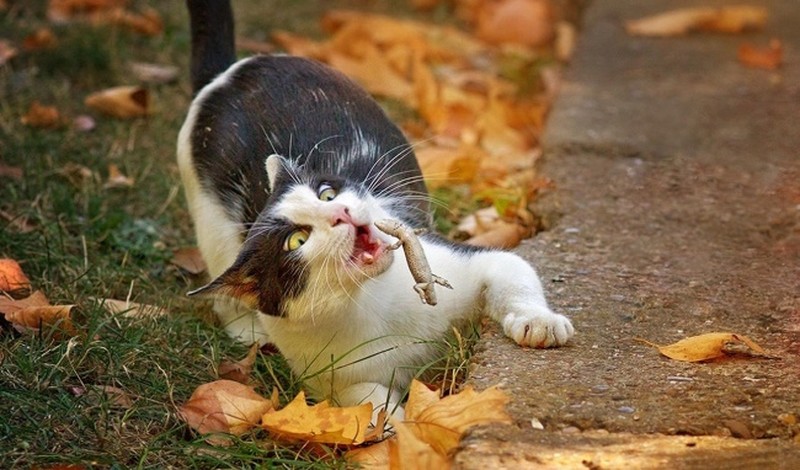 Foto Sebelum Bencana Terjadi