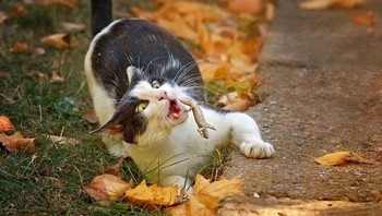Datang seekor cicak, hap lalu ditangkap... Foto: Boredpanda