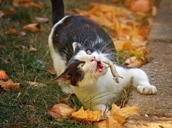 Detik Sebelum Bencana! Foto Kocak Ini Bikin Ngakak