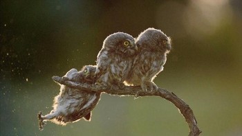 Akibat tidak fokus saat mendarat... Foto: Boredpanda