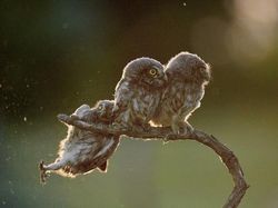 Detik Sebelum Bencana! Foto Kocak Ini Bikin Ngakak