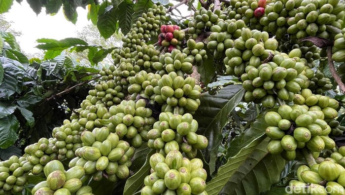 Ilustrasi kebun kopi di Kota Pagar Alam