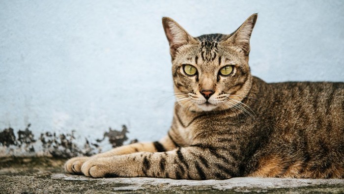 Potret kucing mujair sedang berbaring di tanah dengan latar belakang tembok biru.