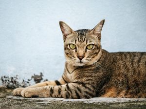 Apakah Kucing Bisa Berkeringat Saat Musim Panas?